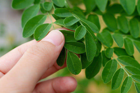 モリンガの栄養価解説