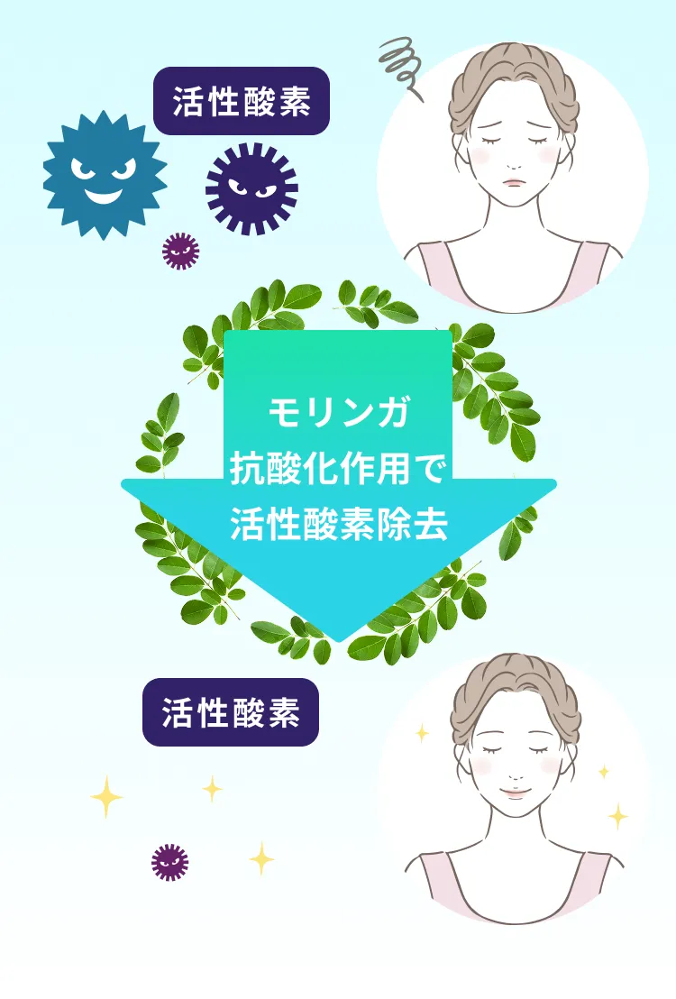 奇跡の木「モリンガ」の特徴～高い抗酸化作用でエイジングケアをサポート～
